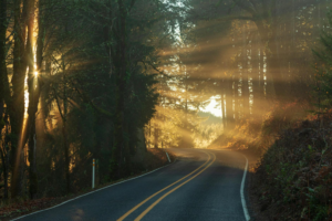 highway in a forest at dawn