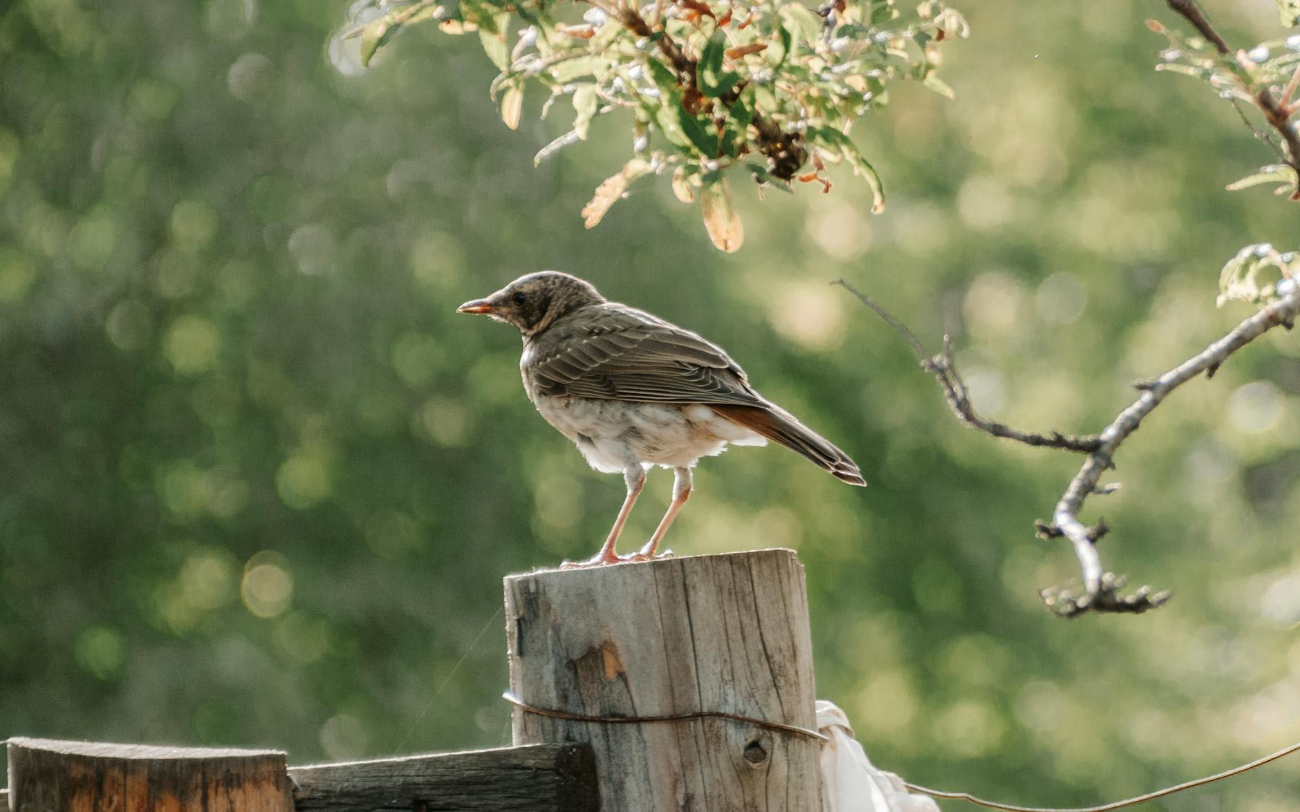 Peace Within the Soul