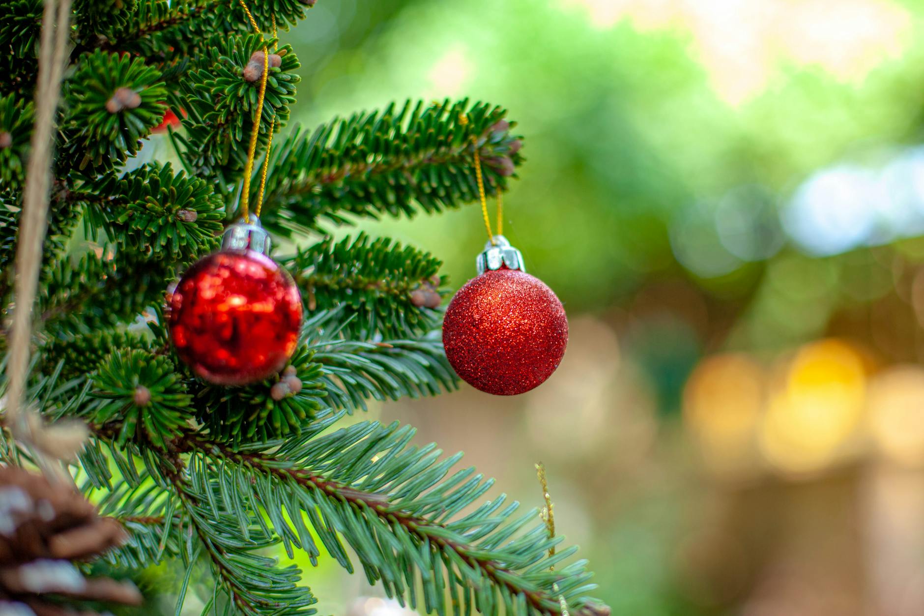 close up of red christmas ornaments on pine tree