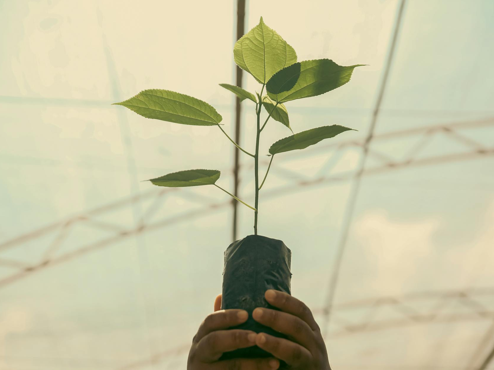 hands holding a seedling in greenhouse